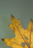 Light Leaves Behind