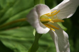 Trillium