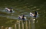 Three Determined Ducks