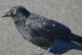 20.  Blackbird