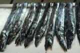 Madeira, Espada Black scabbard fish