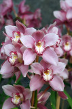 Madeira Orchid Garden
