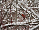 Winter Cardinal