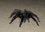 Mr. Tarantula