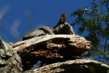 A hairless squirrel.