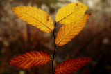 IMG_6155cropeditir.jpg