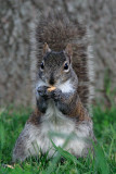 Centennial Park squirrel...