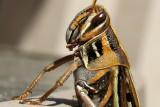 Grasshopper...Image 4 of 8