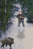 Danger ahead...a savage wild pig....