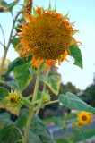 Sun Flower 2