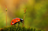 Ladybird on Moss