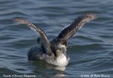 Eared Grebe  004.jpg