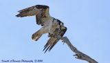 Osprey Feeding 020.jpg