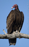 Turkey Vulture 007.jpg