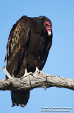 Turkey Vulture 008.jpg