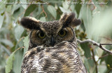 Horned Owl 003.jpg