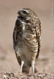 Burrowing Owl 003.jpg