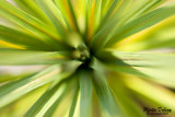 Cordyline Palm