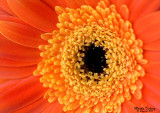 Orange Gerbera