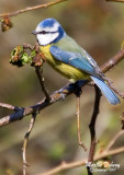 Blue Tit 2