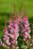 Astilbe