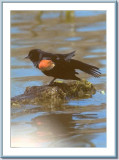 24 11 2006 - red-winged blackbird.jpg