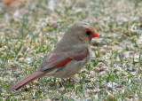20070406-2 014 Northern Cardinal
