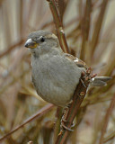 20070414 066 House Sparrow