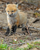 20070425-1 142 Red Fox Pup