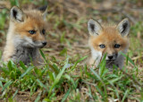 20070425-1 094 Red Fox Pups