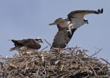 20070430-1 030 Osprey