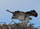 20070430-1 035 Osprey