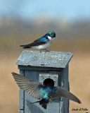 20070502-1 036 Tree Swallow