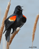 20070426 067 Red-winged Blackbird