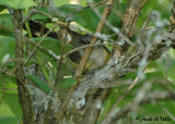 20070527-2 041  American Redstart (female)