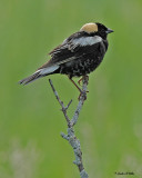 20070607-1 007 Bobolink (male)