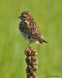 20070607-1 014 Savannah Sparrow