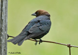 20070607-1 132 Brown-Headed Cowbird (male)