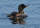 20070619-1 237 Common Loons