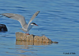 20070617-4 003 Common Tern