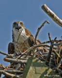 20070706  139 Osprey (female).jpg