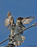 20070706 D200 193 Osprey (female) .jpg