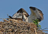 20070706 D200 067 Osprey (male and female).jpg