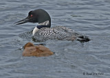 20070710 197 Common Loons (2nd Fam)2 .jpg