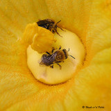 20070719 002 Bees & Pumpkins .jpg