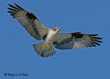 20070721-1 181 Osprey .jpg