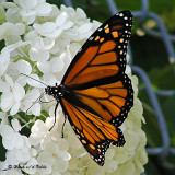 20070806 002 Monarch Butterfly.jpg