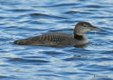 20070831 137 common loon 3rd fam (10 - 11 weeks).jpg