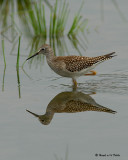 20070825 078 Lesser Yellowlegs.jpg