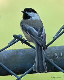 20071007 009 Black-capped Chickadee.jpg